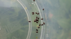 Brachypterus urticae