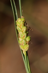 Carex meadii