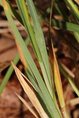 Carex meadii