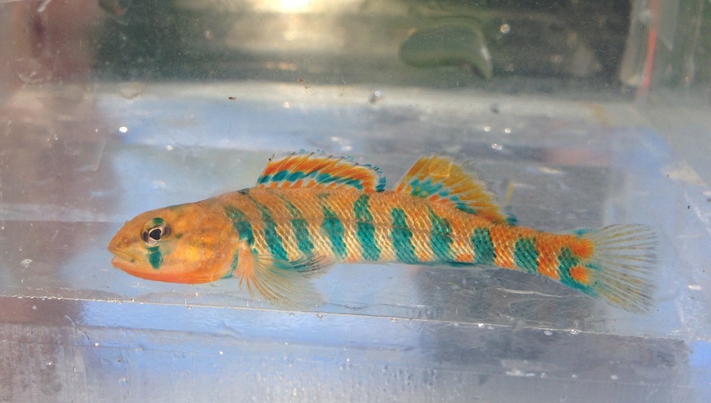 Strawberry Darter