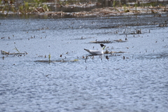 Chroicocephalus ridibundus