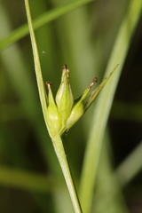 Carex timida