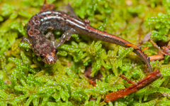 Desmognathus imitator