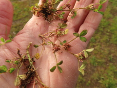 Trifolium cernuum