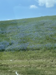 Lupinus texensis