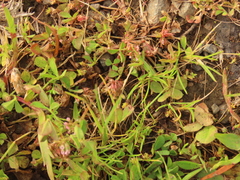 Trifolium cernuum