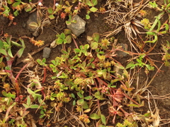 Trifolium cernuum