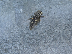 Adalia decempunctata