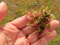 Trifolium cernuum