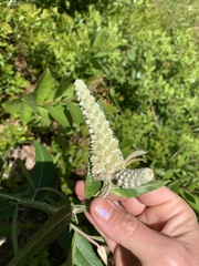 Pterocaulon pycnostachyum