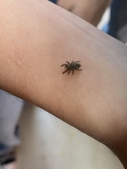 Habronattus coecatus