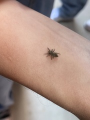 Habronattus coecatus