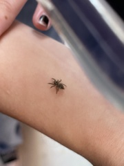 Habronattus coecatus