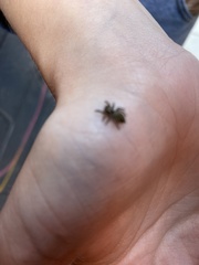 Habronattus coecatus