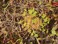 Trifolium suffocatum
