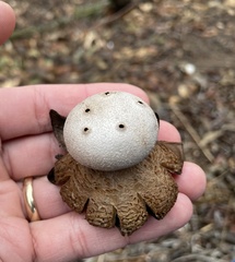 Myriostoma coliforme