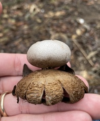 Myriostoma coliforme