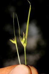 Carex timida