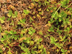 Trifolium suffocatum