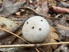 Myriostoma coliforme