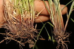 Carex timida