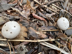 Myriostoma coliforme