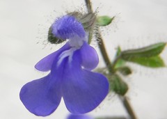Salvia heterotricha