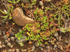 Trifolium suffocatum