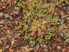 Trifolium suffocatum