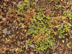 Trifolium suffocatum