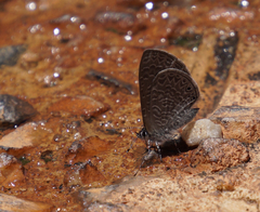 Pseudonacaduba sichela sichela