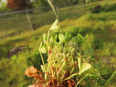 Trifolium cernuum