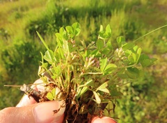 Trifolium cernuum