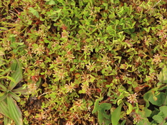 Trifolium cernuum