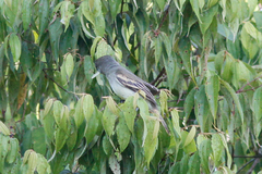 Pachyramphus marginatus