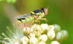 Odontomyia cincta