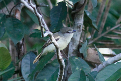 Pachyramphus marginatus