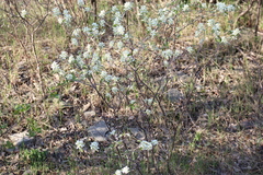 Amelanchier humilis