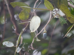 Cinnamomum verum