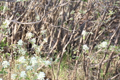 Amelanchier humilis