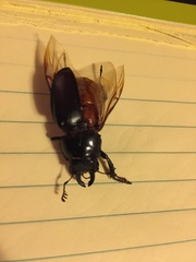Lucanus placidus