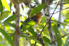 Thamnophilus amazonicus