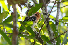 Thamnophilus amazonicus