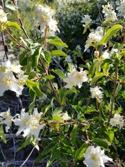 Philadelphus lewisii