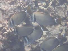 Acanthurus leucopareius