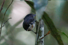 Hypocnemoides melanopogon