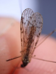 Tipulidae