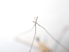 Tipulidae