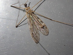 Tipulidae