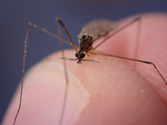 Tipulidae